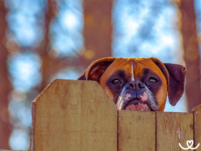 Jak-chovat-psa-venku (11)